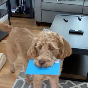 Meet your Posher, Darlene